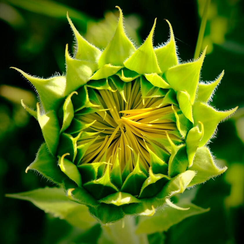 Immature sunflower in pre-bloom stage. Sunflowers are a heliotropic species, which means that immature sunflowers in the bud stage will track the sun from east to west during the day and will return to face the east during the night. However, when the blooming stage is reached sunflowers are no longer heliotropic although most flowerheads will face east.