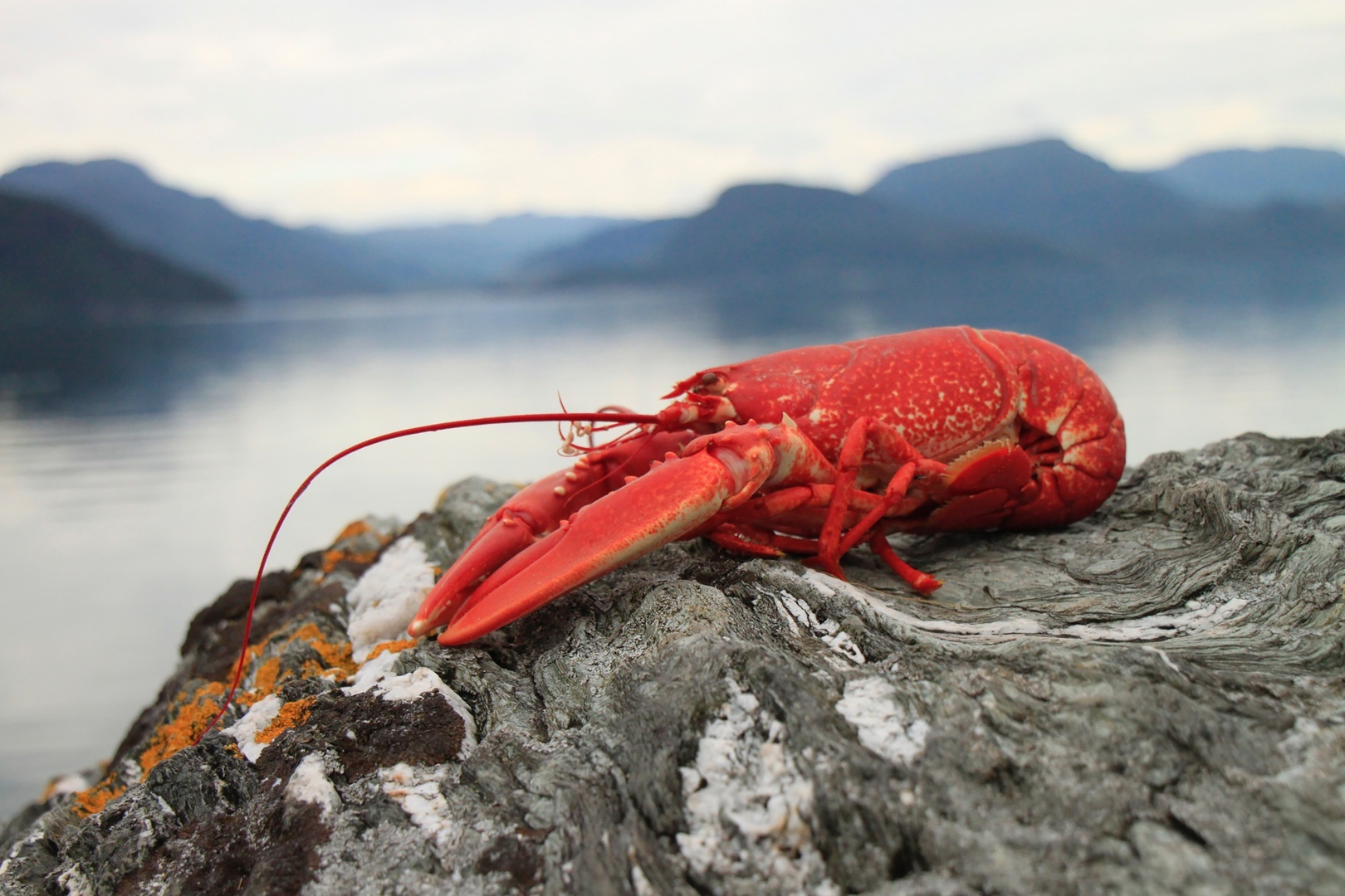 A bright red lobster rests on a weathered gray rock covered with patches of white and orange lichen. The lobster's large claws are prominently displayed, and its long antennae extend outward. In the soft-focused background, a serene lake or fjord stretches out beneath misty blue mountains under an overcast sky, creating a moody coastal atmosphere.