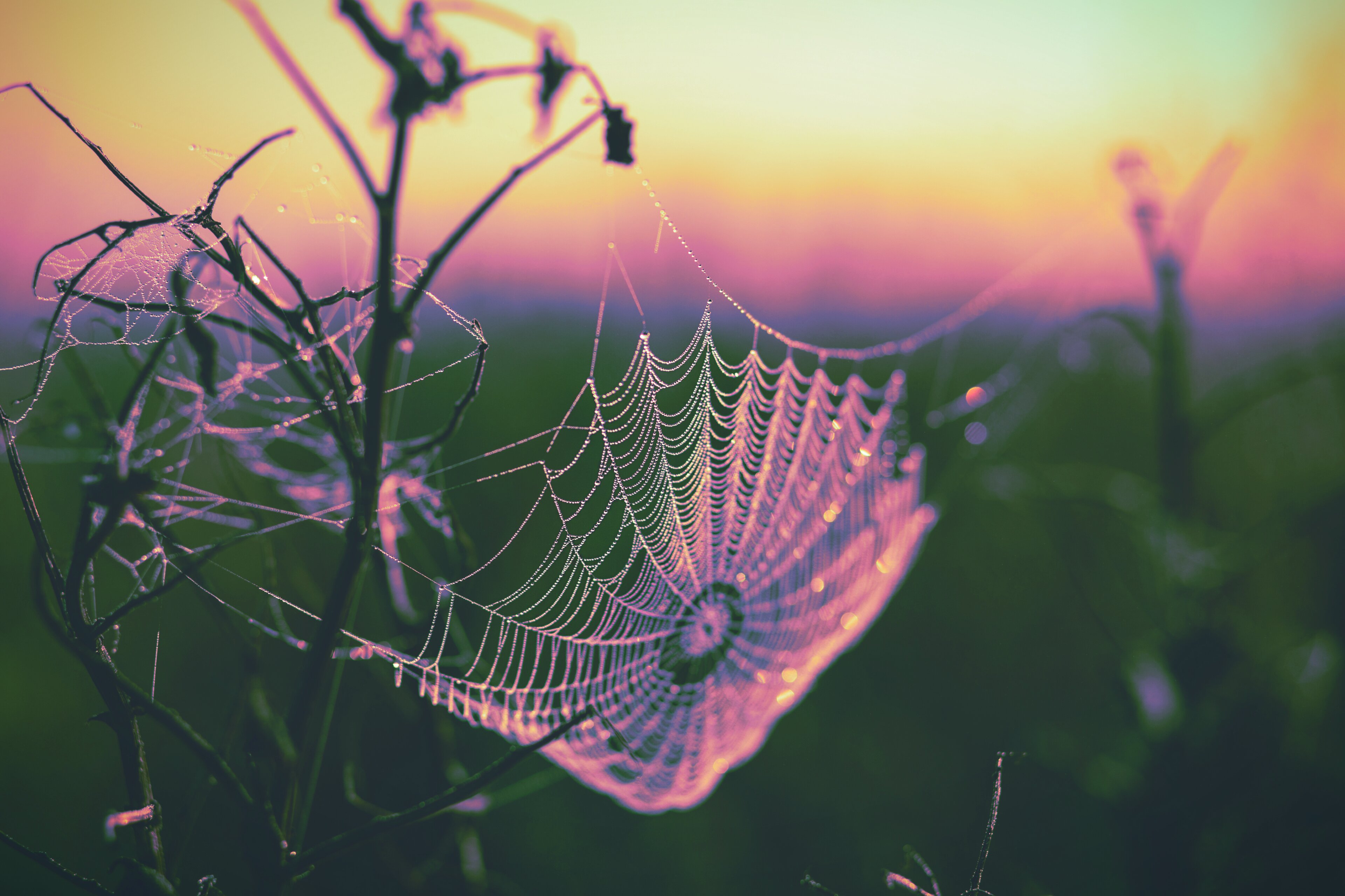 A dew-covered spiderweb strung between wild plant stems, photographed at sunrise against a soft gradient sky of pink, purple, orange, and yellow. The delicate web glistens with tiny water droplets, its spiral structure sharply in focus while the lush meadow background blurs into a dreamy bokeh.