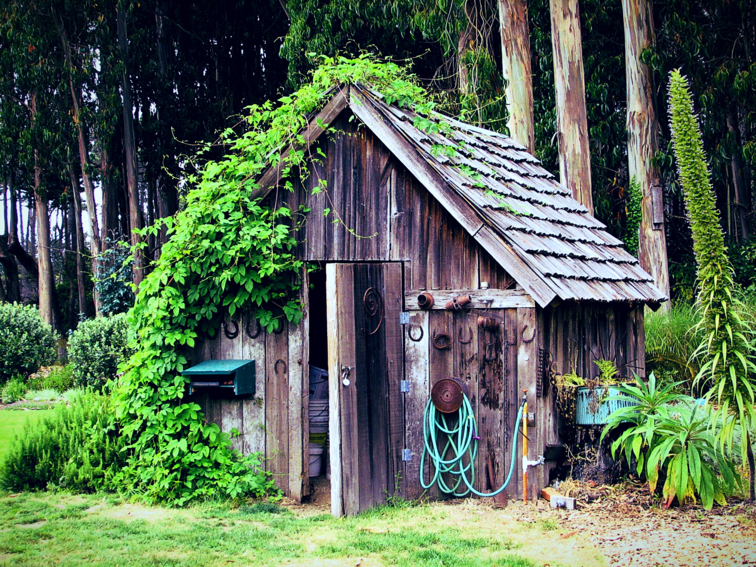 A weathered wooden garden shed with a steeply pitched shingle roof, nestled beneath tall eucalyptus trees. A thick vine climbs up one wall and spills across the roof ridge. The open plank door reveals stacked bins inside. The front wall is decorated with several horseshoes and an old wagon-wheel hub, and a coiled turquoise garden hose hangs beside an outdoor spigot. A small teal mailbox is mounted on the side wall, and tall grasses and a spiky agave plant frame the shed in the foreground.