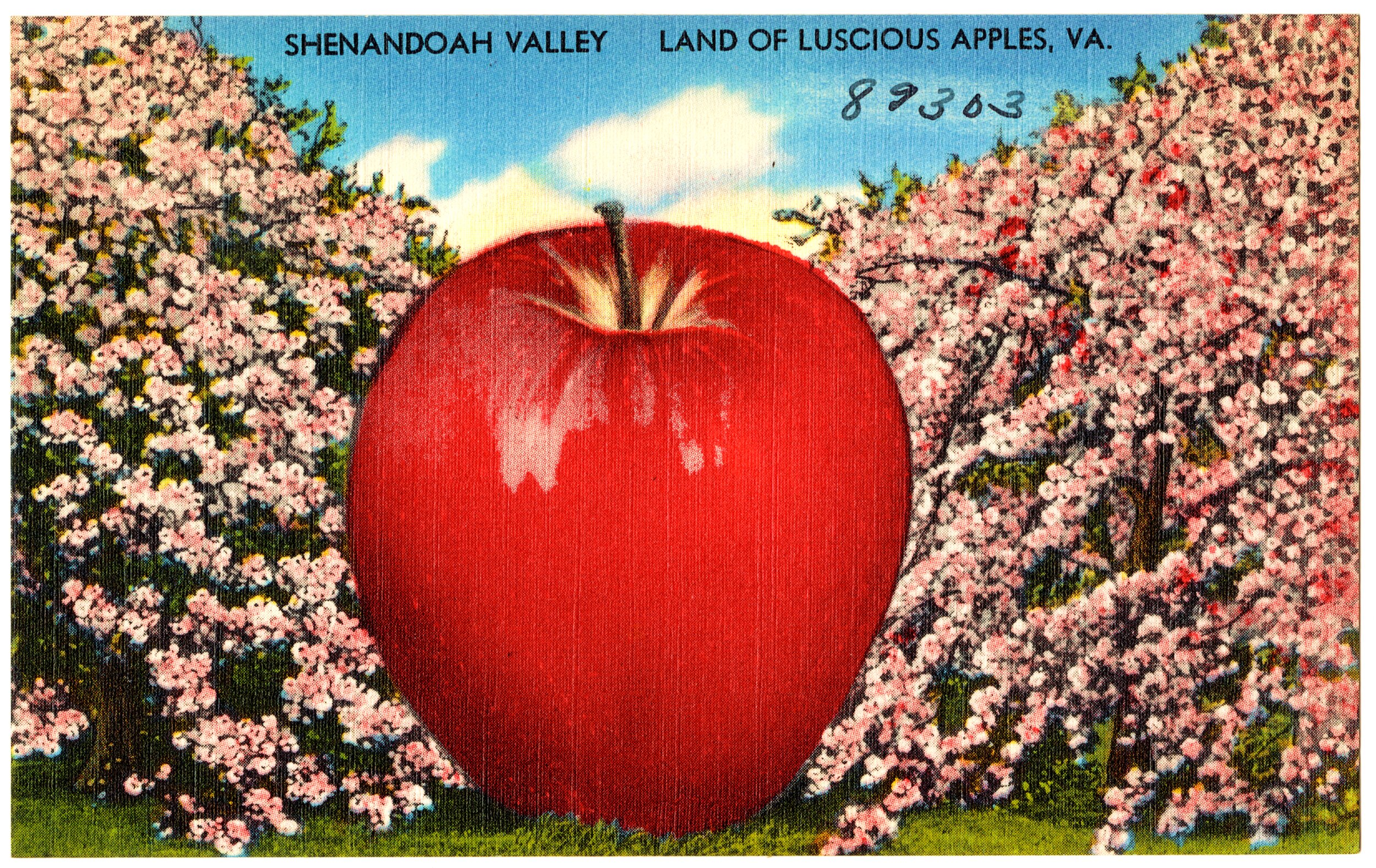 Vintage linen postcard reading 'Shenandoah Valley — Land of Luscious Apples, VA.'' A comically oversized red apple, rendered in the exaggerated style typical of mid-20th century novelty postcards, dominates the center of the image against a background of pink-blossoming apple trees under a blue sky with white clouds. A handwritten number '89303' appears in the upper right corner.