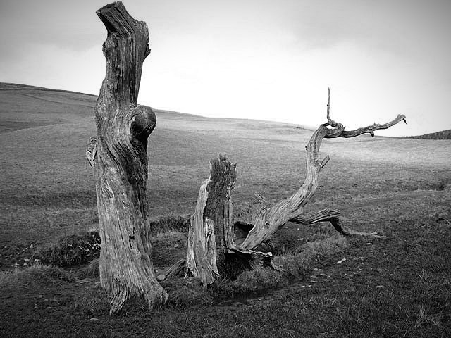 Dead and decaying trees by the Ladhope Burn These are the only trees in this large grazing field on the northwest side of Galashiels Golf Course.