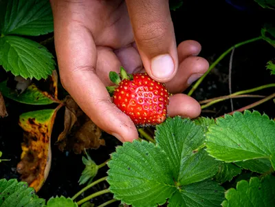 A hand holds a ripe red strawberry between thumb and fingers, surrounded by green strawberry leaves. Specks of soil cling to the berry and fingertips, and a few leaves nearby have yellowed and browned.