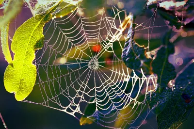 A dew-covered orb spider web glows in low morning sun, each droplet along its threads catching the light like a bead. A bright yellow-green leaf curls in at the left, darker blue-green leaves crowd the right, and the blurred background is washed in purple and gold with a soft red berry behind the web’s center.