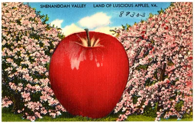 Vintage linen postcard reading 'Shenandoah Valley — Land of Luscious Apples, VA.'' A comically oversized red apple, rendered in the exaggerated style typical of mid-20th century novelty postcards, dominates the center of the image against a background of pink-blossoming apple trees under a blue sky with white clouds. A handwritten number '89303' appears in the upper right corner.